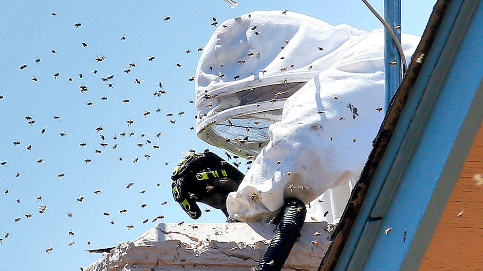 Biexperten Jeff Stacey tar bort bin från en skorsten i Phoenix i Arizona. På flera ställen i delstaten har bin de senaste veckorna attackerat människor och husdjur.
