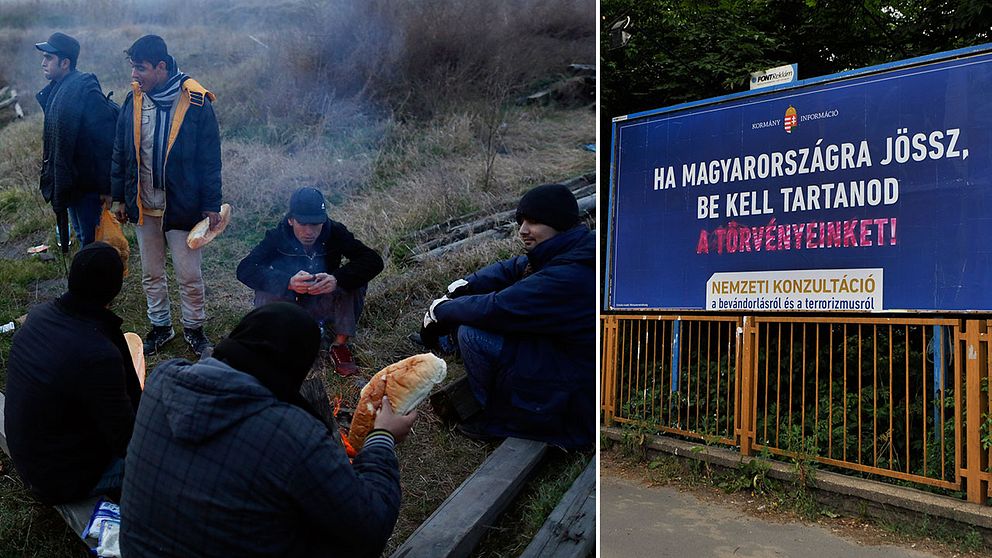 Migranter värmer sig nära en övergiven fabrik i staden Subotica, nära gränsen mellan Serbien och Ungern. Till höger ett plakat som lyder: ”Om du kommer till Ungern, måste du respektera våra lagar!”