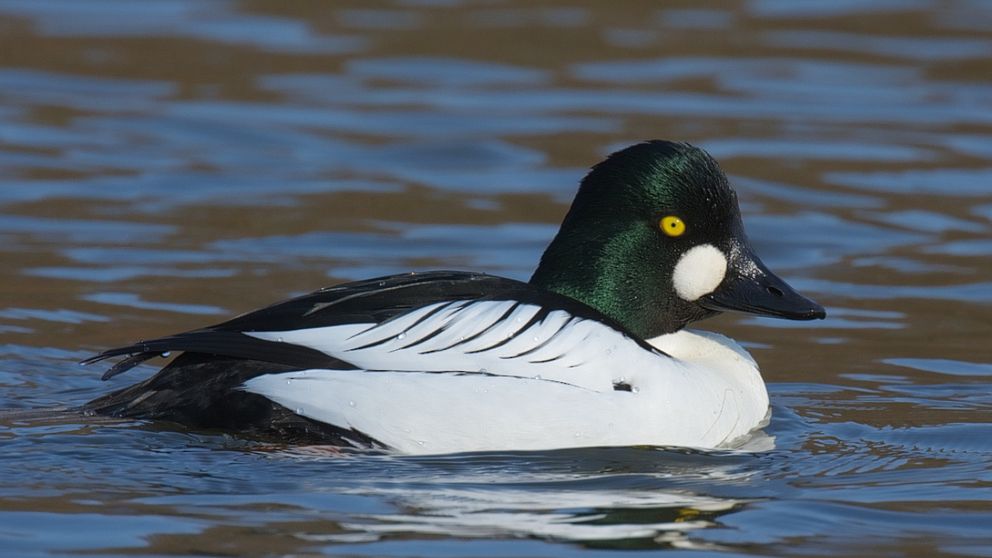 Bild på en knipa som simmar.