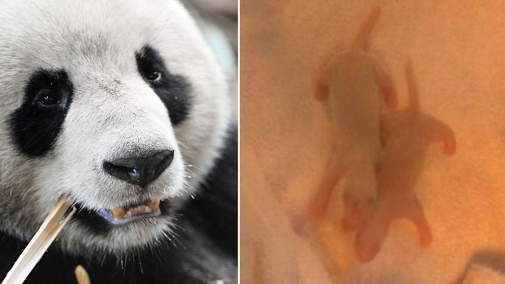 Den vuxna pandan på bilden är av samma art, men inte förälder till tvillingarna.