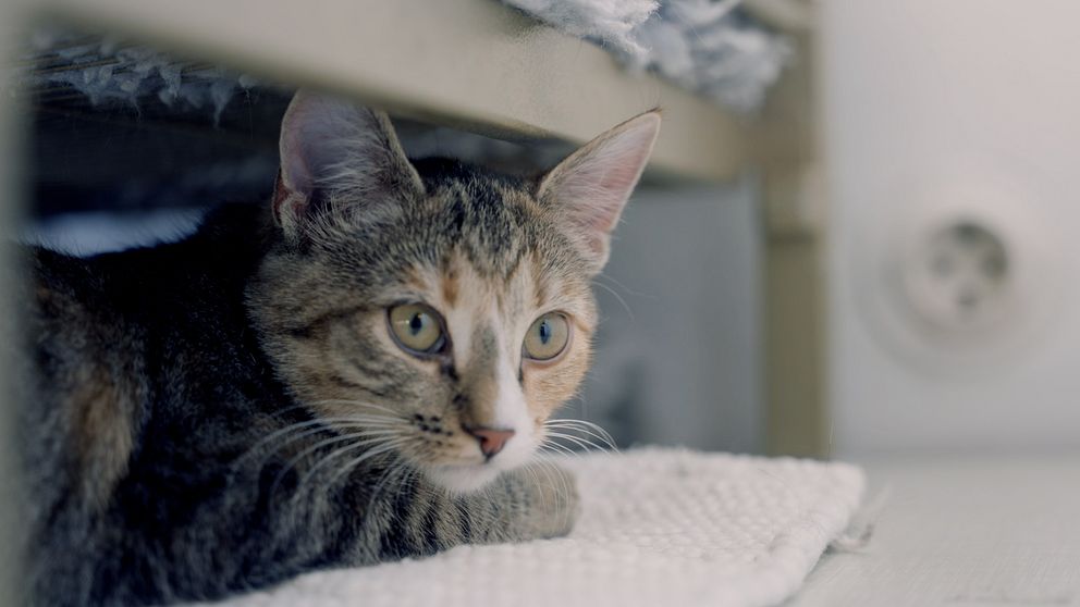 Katten Isabella på katthemmet i Västerås.