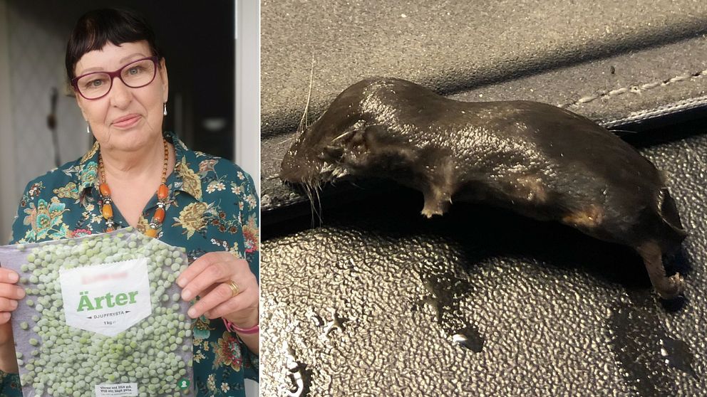 Bilden är delad i två. Den högra bilden är en bild på en död blöt mus på. Den vänstra bilden föreställer en kvinna i 60-årsåldern som håller upp en påse med gröna frysta ärtor
