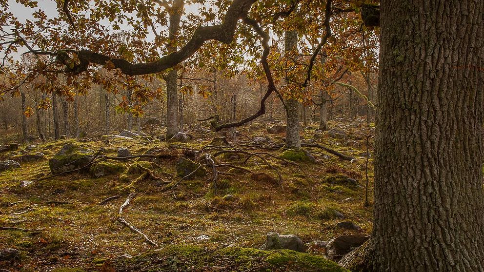 Sturefors eklandskap, Östergötlands WWF-pärla