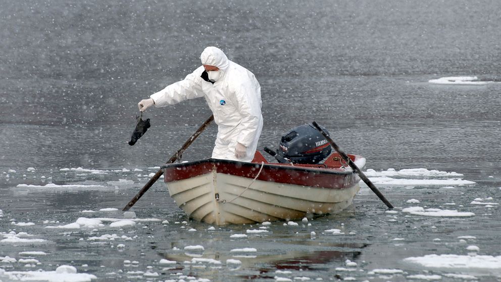 En man plocka upp en död fågel ur vattnet i en båt