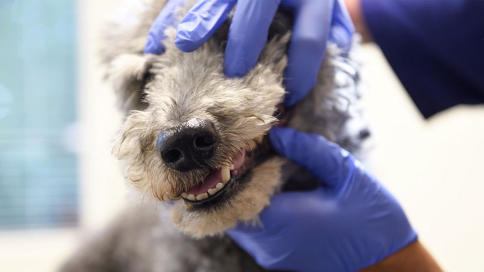 En bild på en veterinär som undersöker en hunds tänder