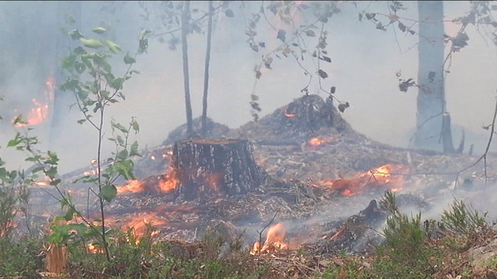 skogsbrand stubbar brinner