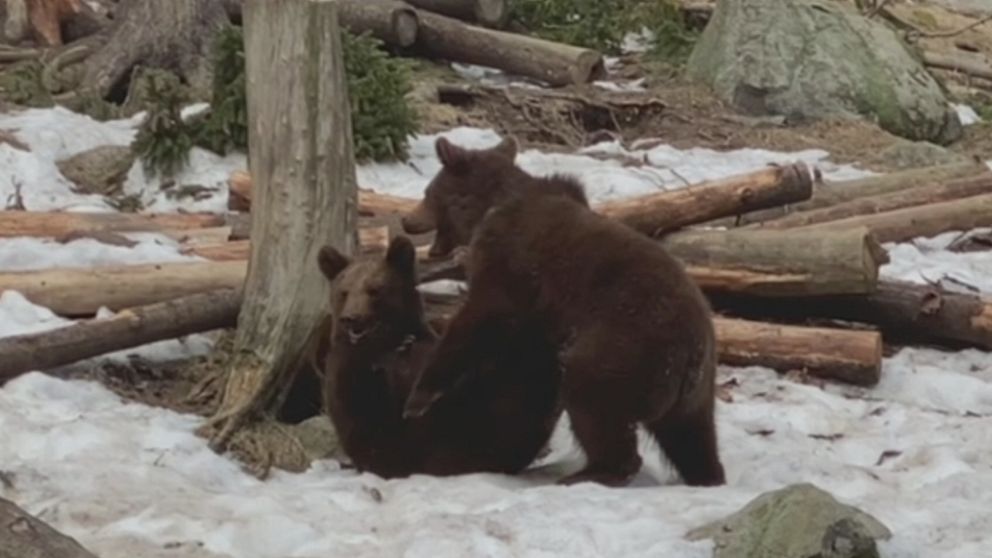 Två björnungar som leker med varandra i en djurpark.