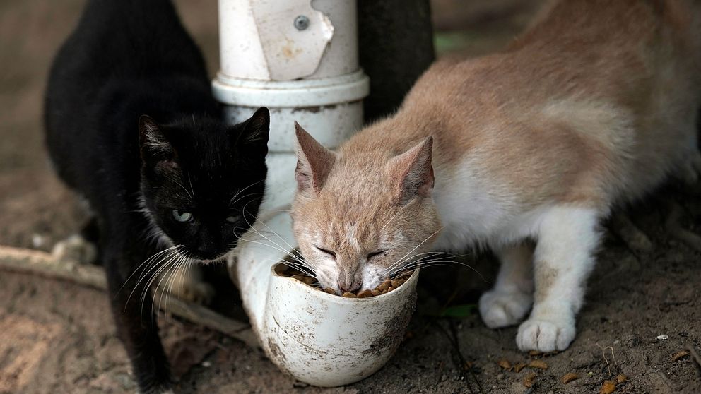 Två katter äter mat ur ett stuprör.