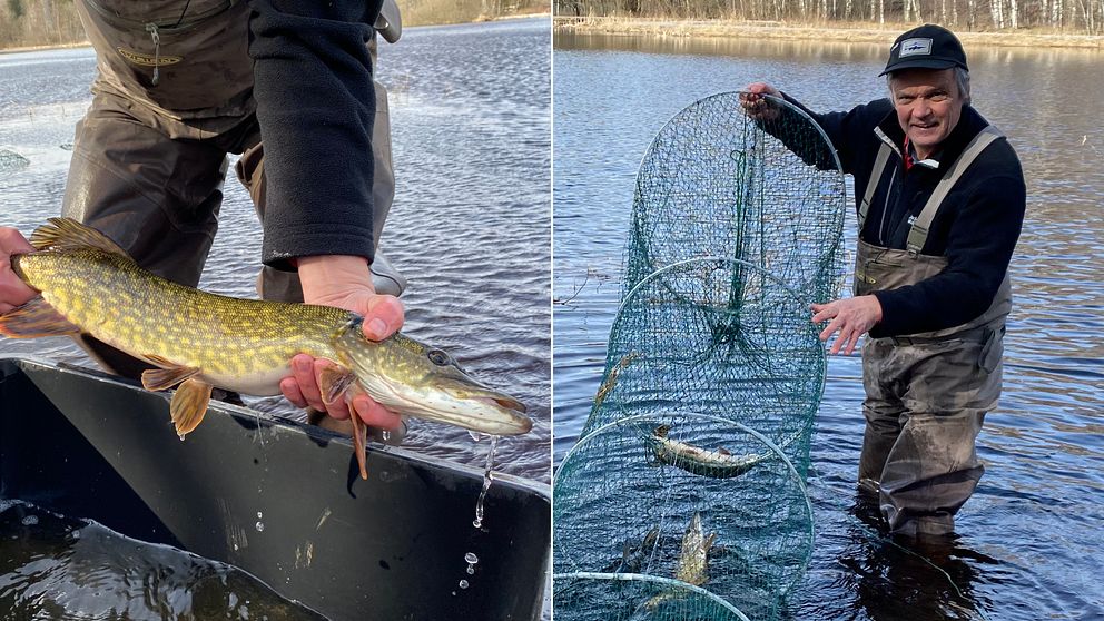 närbild på fångad gädda, samt en man i vadarbyxor som står i vattnet och visar upp en nätbur med en gädda i