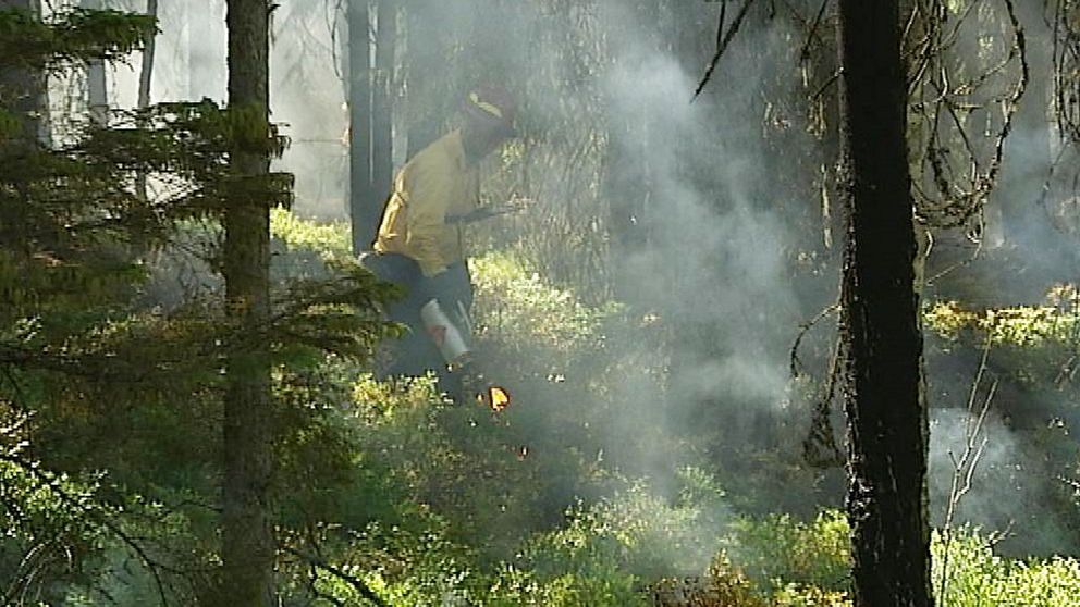 Kontrollerade skogsbränder ska rädda faunan