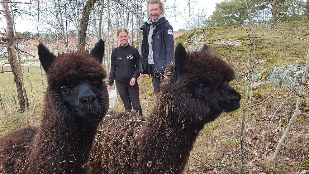 Hilma Melin och Julia Edvardsson och två av Söderköpings nya alpackor