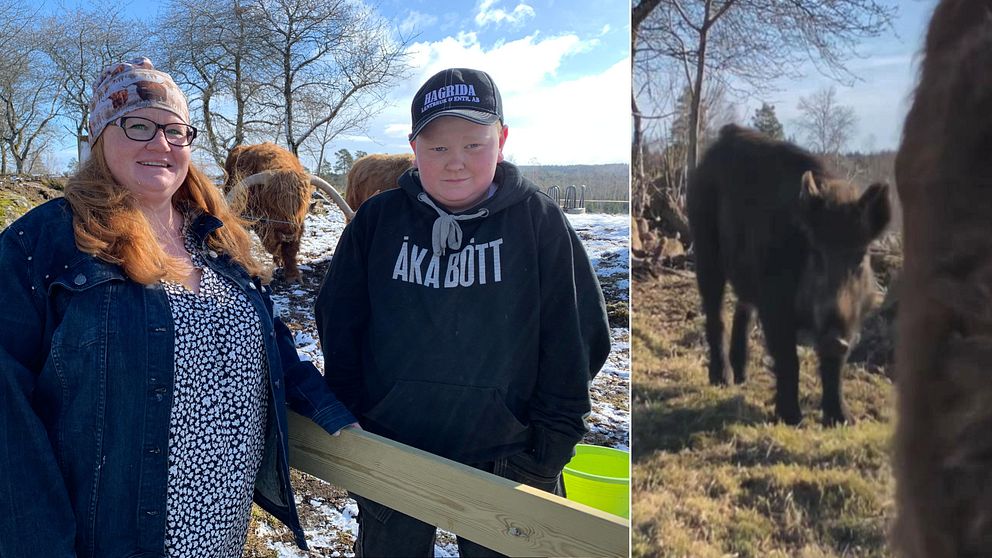 Carina Klahr och sonen Oscar, några kor och Pumba.