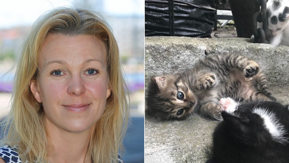 Bilden är delad i två. Den vänstra bilden är en porträttbild på Helena Elofsson, djurskyddschef på Jorsbruksverket. Den högra bilden visar en grå kattunge som ligger ner. Framför den skymtar en svart kattunge och bakom den en vit kattunge med svarta fläckar på huvudet.