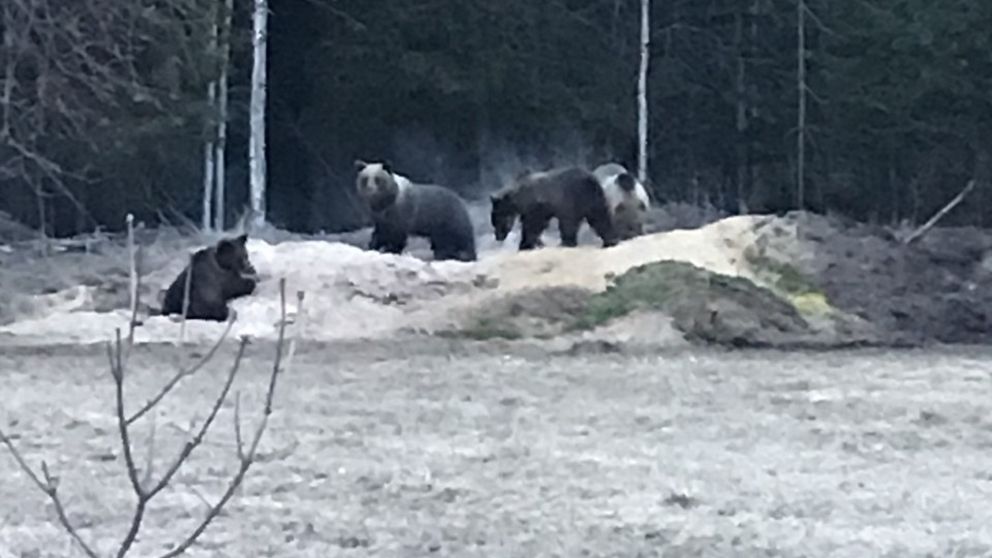 fyra björnar som nosar i högar i skogskanten på en tomt