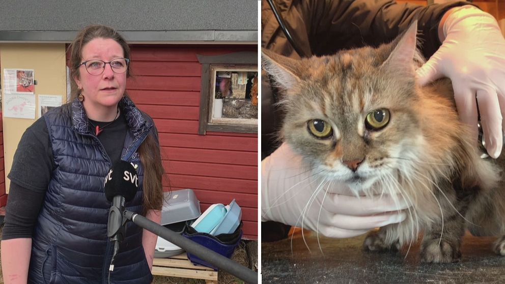 en kvinna som intervjuas utomhus, samt närbild på katt som undersöks av veterinär