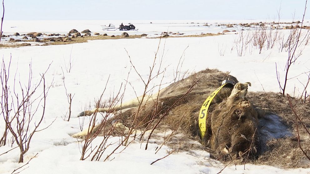 en död älg med halsband med märkning på ligger i snön vid en strand, på isen skymtar en parkerad skoter med pulka