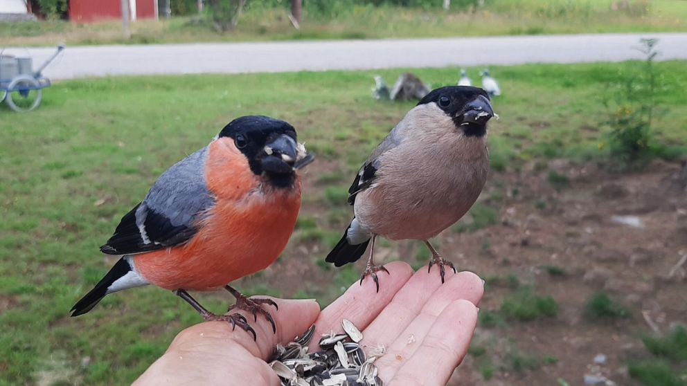 närbild utsträckt hand där två småfåglar äter solrosfrön