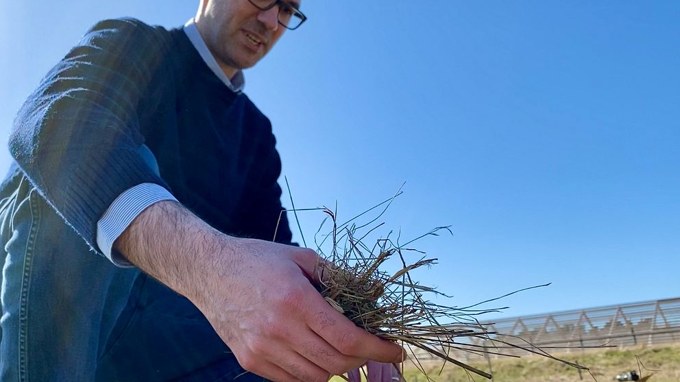 Pietro Campana undersöker gräset på platsen där vall nu ska kombineras med solceller. Det för att utvinna energi samtidigt som markfukten kan bevaras.