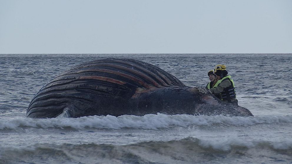 Bild på två biologer som gör en fältundersökning av en strandad knölval på Öland.