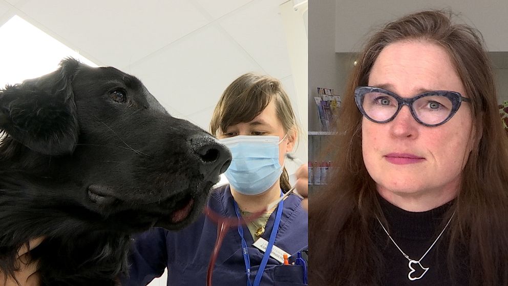 Maria Karlsson syns till höger i bild. Hon bär svart tröja och glasögon. Till vänster syns en hund som blir undersökt.