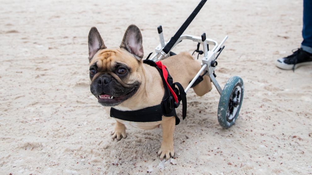 Hund med rullstol