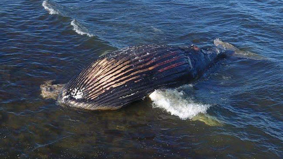 Död knölvalskalv som strandat på Öland.