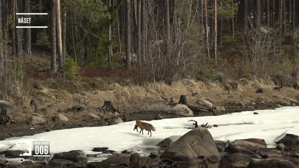 Räv springer iväg med en fisk vid Ångermanälven.