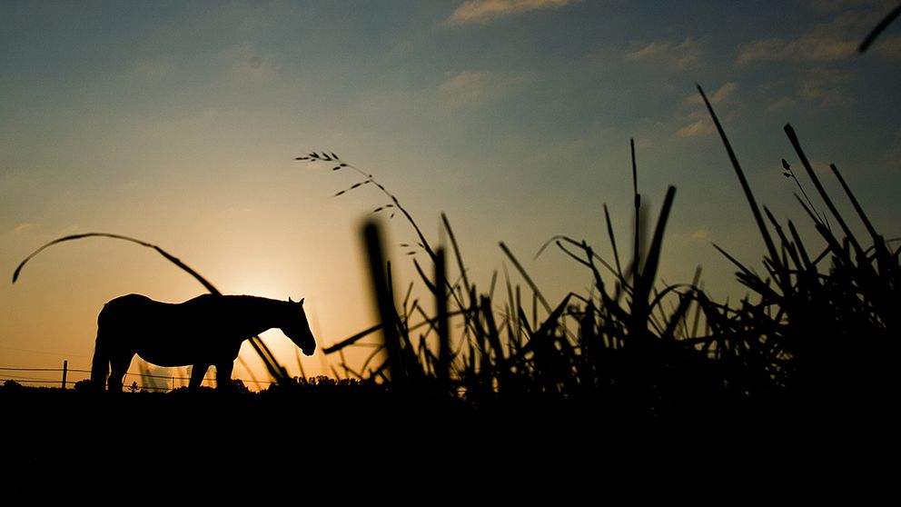Siluett av en häst i en hage i solnedgång och motljus