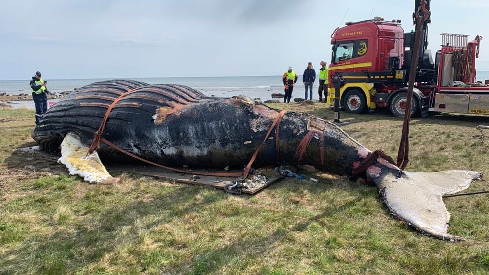 Under måndagsförmiddagen bärgades den döda knölvalen på östra Öland. Enligt experter på plats gick hela flytten enligt plan.