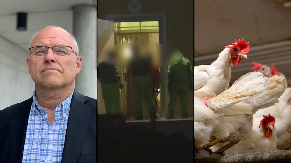 Bilden är ett collage med tre bilder. Den vänstra bilden är en porträttbild på åklagare Kjell Janneson. Bilden i mitten är en bild på tre personer som misstänktes för djurplågeri, deras ansikten är censurerade. Den högra bilden är en bild på vita höns.