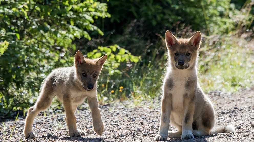 Arkivbild på två vargungar som sågs i Elverum i Norge.