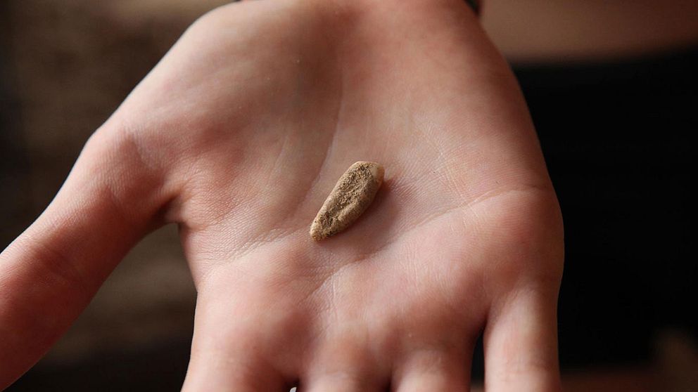 Människan som bar denna tand levde för över en halv miljon år sedan.