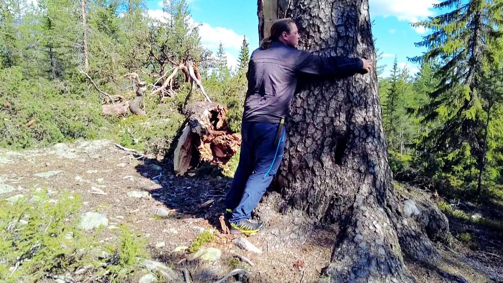 En man kramar om en gigantisk trästam ute i en skog.