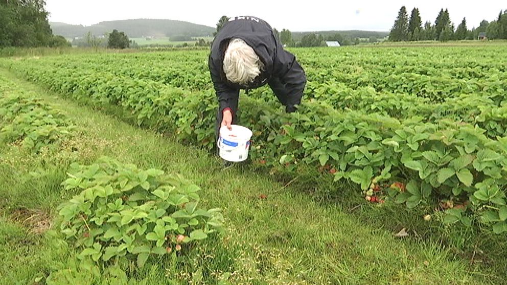 ”Den som väntar på något gott” heter det ju, och i Skråmträsk i Västerbotten fick bärodlaren Gilbert Johansson denna sommar vänta tre veckor längre än vanligt innan de första gubbarna var mogna att plockas den 25 juli.