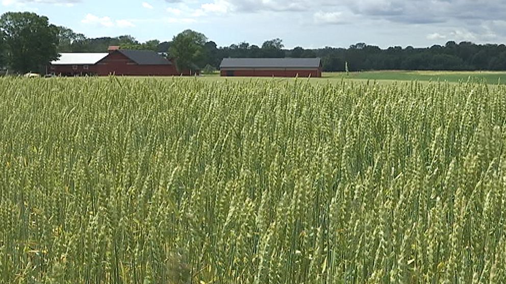 Medan semesterlediga klagat har många spannmålsbönder i södra halvan av landet jublat, för årets sommarväder ser ut att ge en god skörd. Här dignande fält i Viby i Närke den 22 juli.