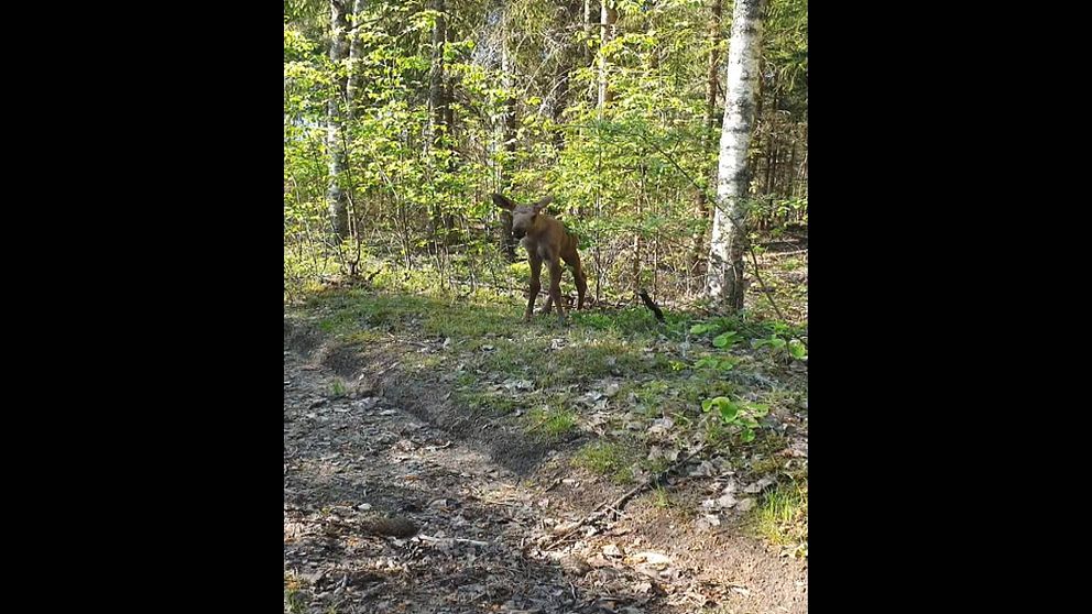 Kolla in mötet med den lilla älgkalven.