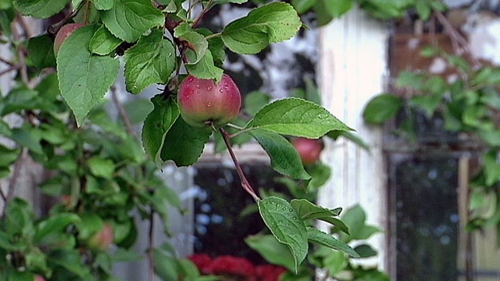 100-årigt äppelträd bär fortfarande frukt