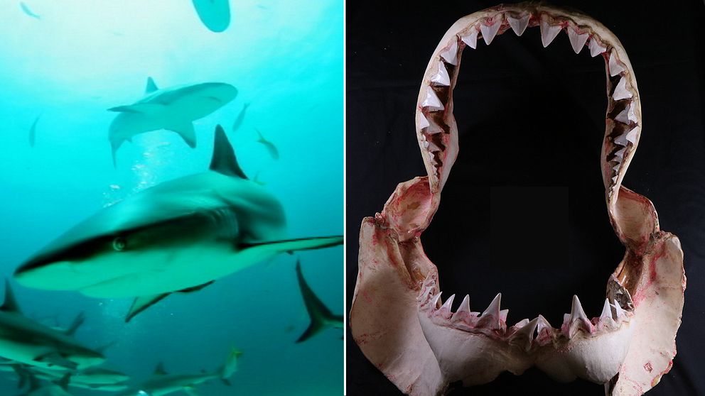 Frisimmande hajar hajfossil hajkäke