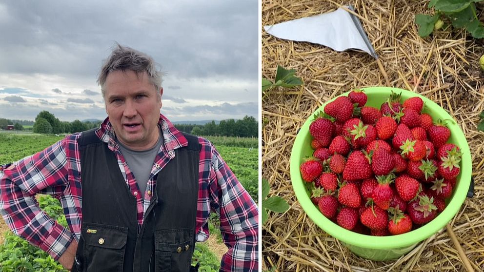 en man i rutig skjorta och arbetsväst på en jordgubbsåker, samt närbild på en hink med jordgubbar