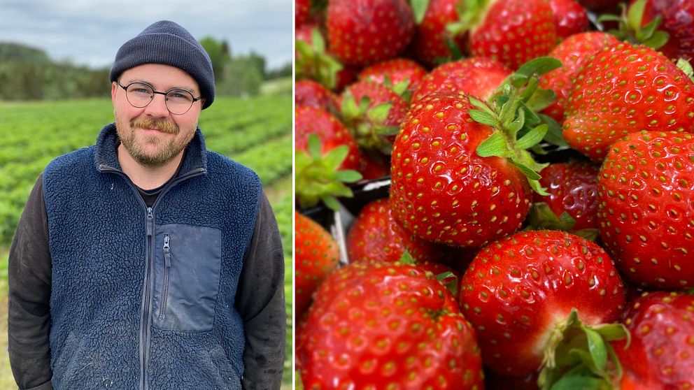 porträtt på en leende man med glasögon och mössa på en jordgubbsåker, och närbild på jordgubbar