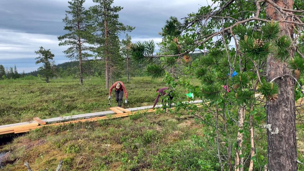 personer lägger spång på myrmark med några tallar