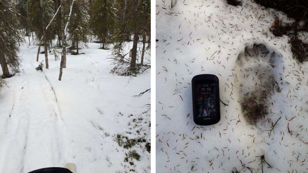 Bilden till höger visar en skoterled med synlig tecken av björnspår bredvid. Bilden till vänster visar ett stort björnspår som jämförs med en mobiltelefon.