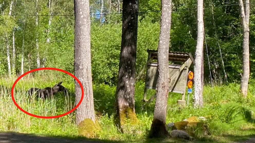 Här syns älgkon stå i närheten av motionsslingan i Paltaskogen.