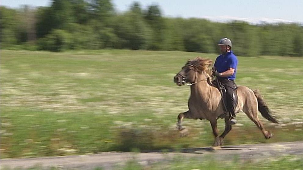 ryttare på islandshäst i full fart