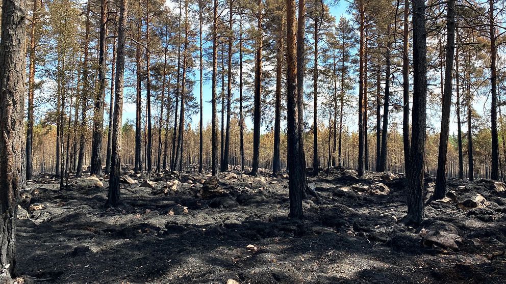 Tallskog där marken och stammarna är brandskadade efter en skogsbrand.