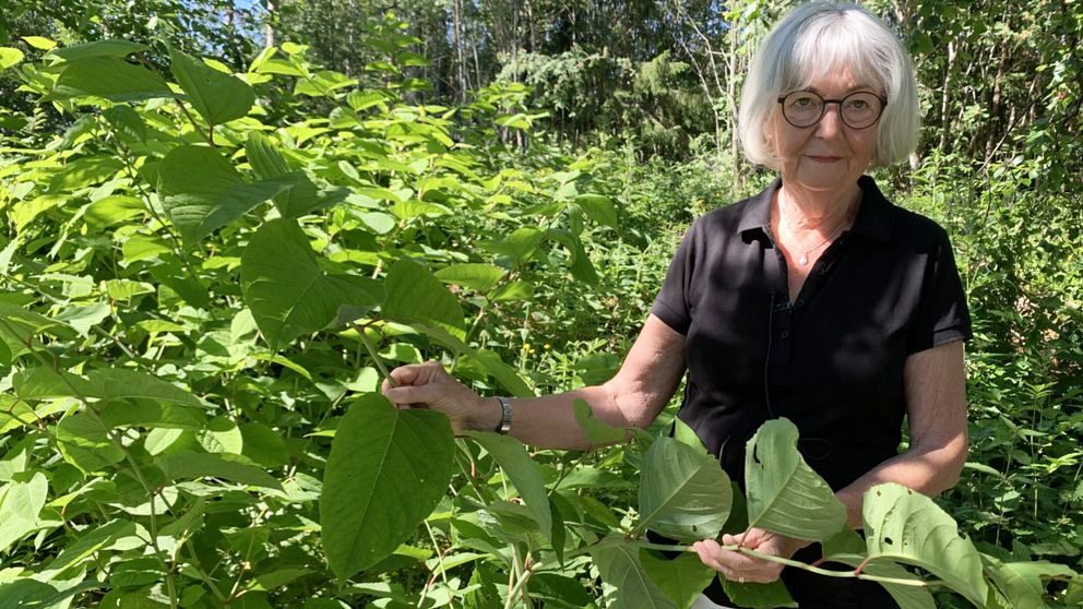 äldre kvinna visar blad på stor buske