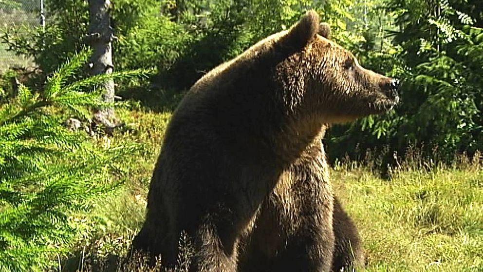 Påskjuten björn attackerade jägare