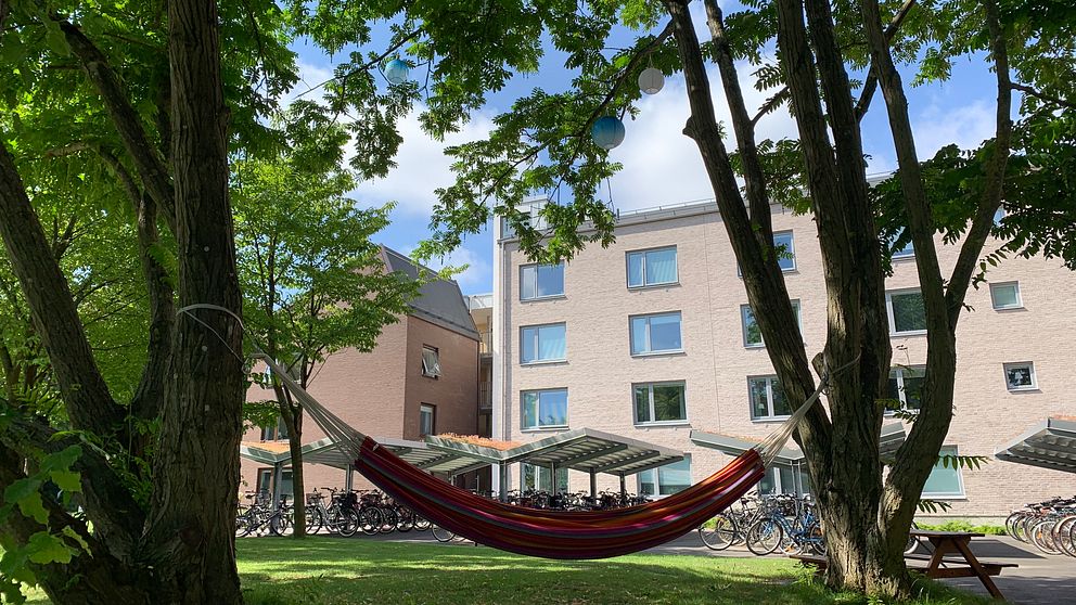 En exklusiv läsplats för studenter som snart flyttar in. Hängmattan under de kaukasiska vingnötsträden på studentbostadsområdet vid Tunavägen i Lund är i alla fall ledig.