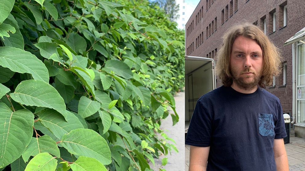 Delad bild med grön växtlighet till höger och brunhårig kille i blå t-shirt framöver.