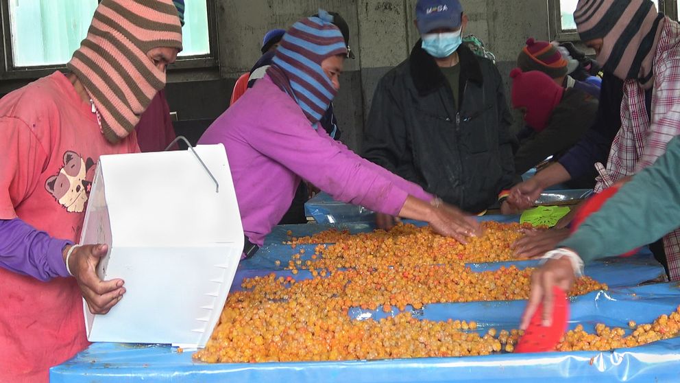 thailändska bärplockare i randiga färgglada stickade huvor sorterar hjortron på ett bord